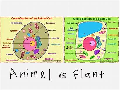 Grade 6th Cell Animal Plant Science Diagram