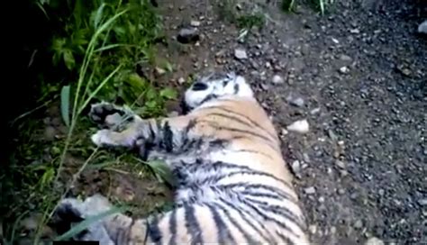 Rare Tiger Cub Shot By Loggers At Point Blank Range In Eastern Russia