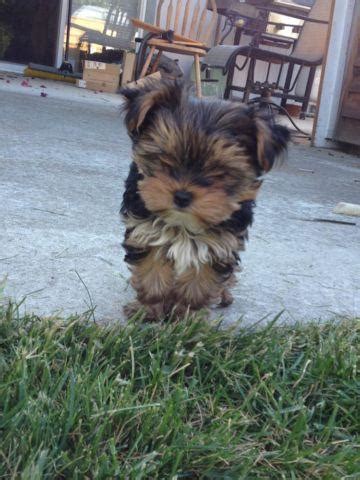 All puppies come with full health, vaccination we will get your puppy hooked up with a top notch pet courier for delivery. Darling AKC Female Yorkie Puppy - Zoe for Sale in Spokane ...