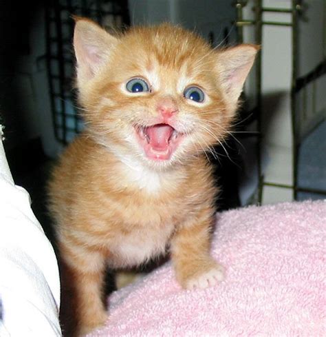 9 Adorable Smiling Cats Pictures That Will Make You Want To Pet One