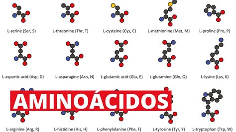 Los 20 Aminoácidos Y Sus Funciones Youtube