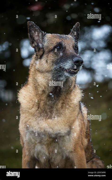 Old Malinois Portrait Hi Res Stock Photography And Images Alamy