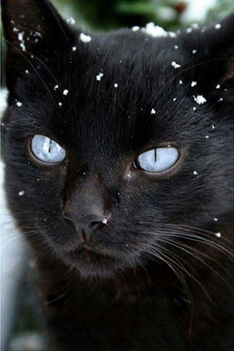 Beautiful Black Cat Cats Animals Pretty Cats