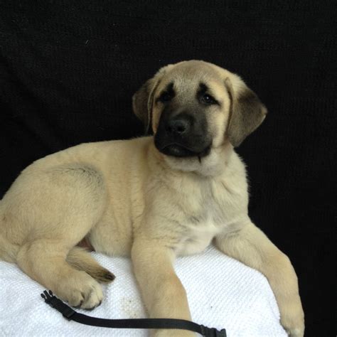 Our chihuahua puppies have the most adorable personalities, rare colors and extremely healthy. Kangal Puppies | Edinburgh, Midlothian | Pets4Homes
