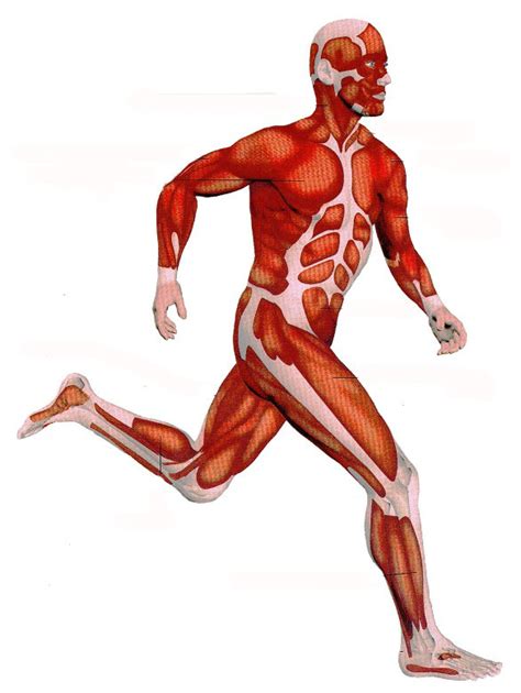 Sistema Muscular Sistema Do Corpo Humano Musculos Do Corpo Humano Images