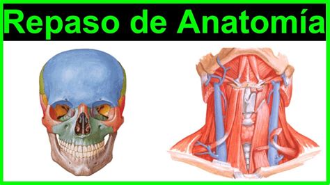 Parte 1 Repaso De Anatomía Cabeza Y Cuello 2021 Youtube