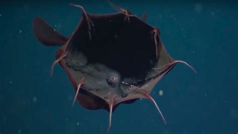 15 Terrifying Things In The Ocean Because Jaws Has Nothing On These