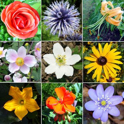 Vincent millay was one of the most successful and respected poets in america. Types of Flowers - Discover the Universe of Flowers!