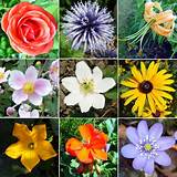 Pictures Of Different Kinds Of Flowers Photos