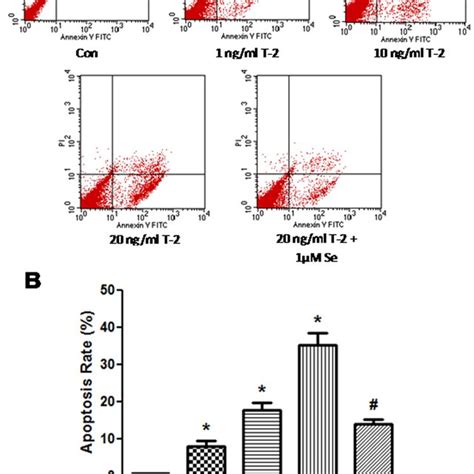 effect of t 2 toxin on apoptosis in human chondrocytes cultured for 5 download scientific