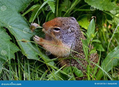 Thompson S Ground Squirrel Eating Plants Stock Photo Image Of Mammal