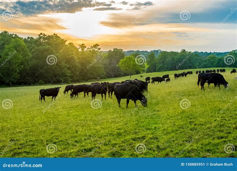 Sunset On Field Of Black Cows Grazing On Grass Stock Image Image Of