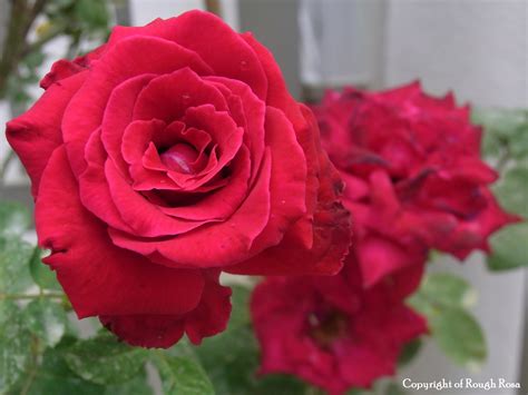 Cara Menanam Dan Merawat Bunga Mawar Tanamanbaru