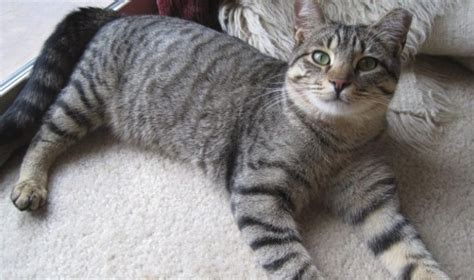 10 Things You Didnt Know About The Grey Tabby Cat Grey Tabby Cats