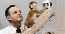 How Harry Harlow Used Monkeys For Bizarre ‘Love’ Experiments