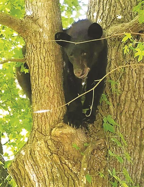 Black Bear Found In Camden Relocated Camden News