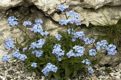 Alpine Forget Me Not Myosotis Alpestris Photograph By Bob Gibbons