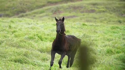 Foal Galloping Video Watch At