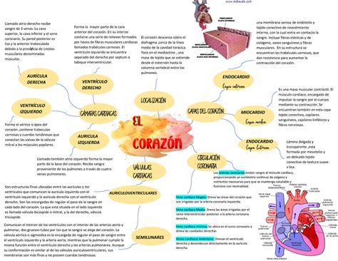 Esquema Del Corazon Warning Tt Undefined Function 32 V Miocardio