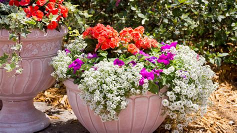 Tips For Successful Pots And Container Gardening In Texas