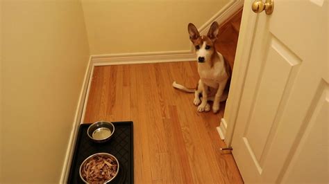 Go with a traditional god is great prayer for a familiar choice or try out a blessing of gratitude for something more unique. Funniest Dog's Prayer Before Meal!!😂🤣 - YouTube