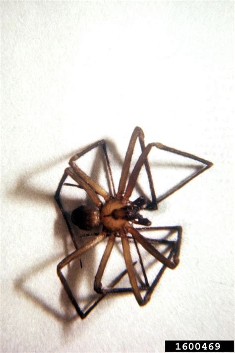 Brown Recluse Spider Loxosceles Reclusa