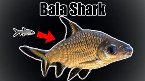 Bala Shark Growth Rate Evolution Youtube