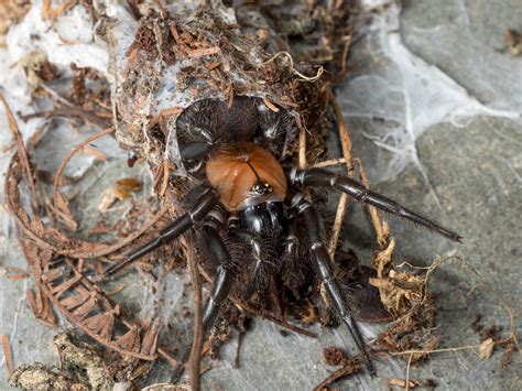 The Ruins Of The Moment Black Tunnelweb Spider — Photos By Pete Mcgregor