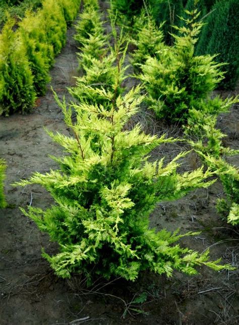 Plant monterey cypress 'goldcrest' in a sunny or partially shaded site for the brightest colour foliage. Cupressus macrocarpa ' Donard Gold ' Golden Monterey ...