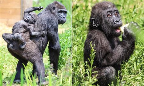 Cheeky Young Gorilla Hitches A Ride On Her Mums Back At Bristol Zoo