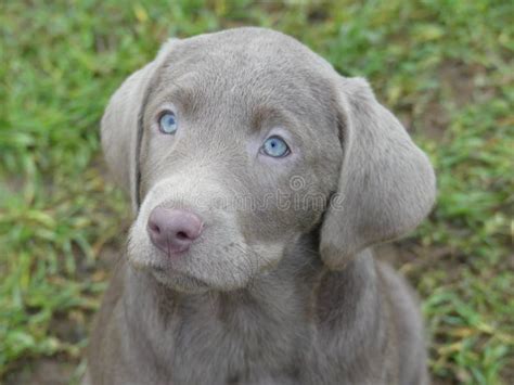 Labrador Retriever Silver Blue Eyes Stock Photo Image Of Labrador