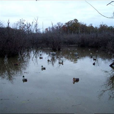 Morning Arkansas Guided Duck Hunt Outguided