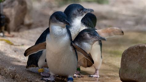 Penguins international is dedicated to penguin conservation and research to help understand the issues that penguins face and how we can join together to protect the future of these amazing. Dogs Protect Mini Penguins From Being Wiped Out On A Tiny Island - DogTime