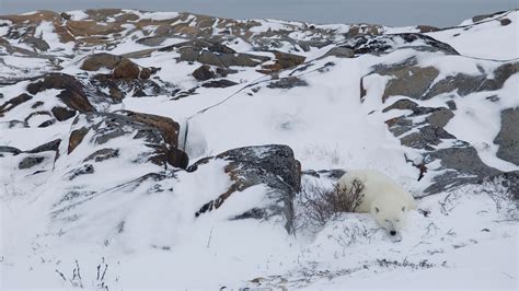 Polar Bear Resting Bing Wallpaper Download