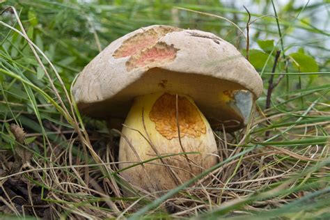 Rooting Bolete Boletus Radicans Stuffed Mushrooms Fungi Vegetables