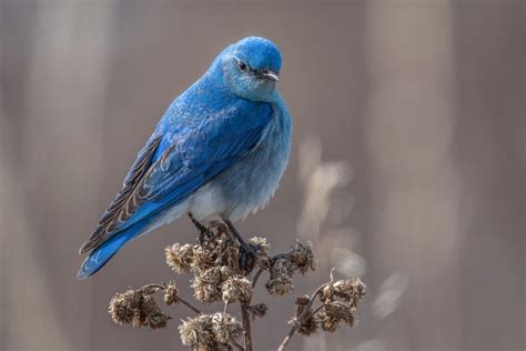 Mountain Bluebirds On Migration Birds Calgary