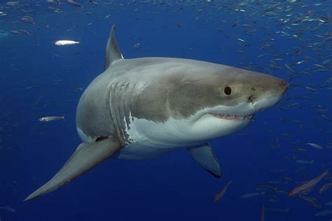Why Is This Great White Shark Smiling