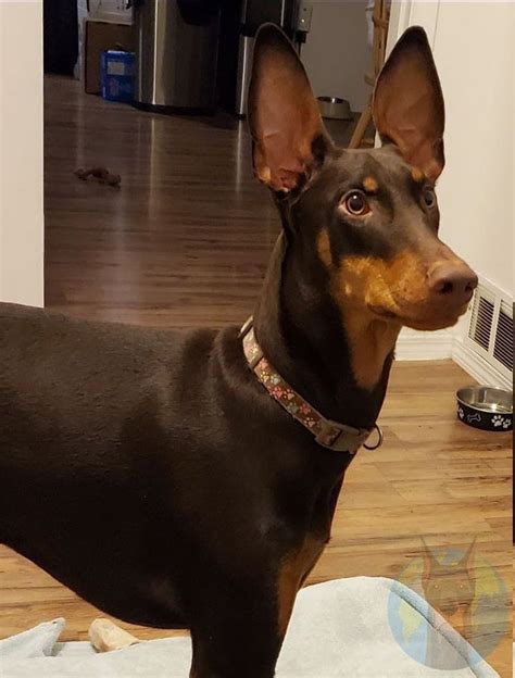 How Much Does It Cost To Crop A Dobermans Ears