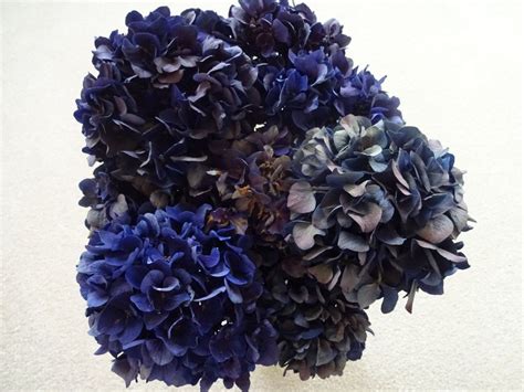 Hydrangeas Dark Dark Blue Hydrangeas Dried Hydrangeas Dark Blue Dried