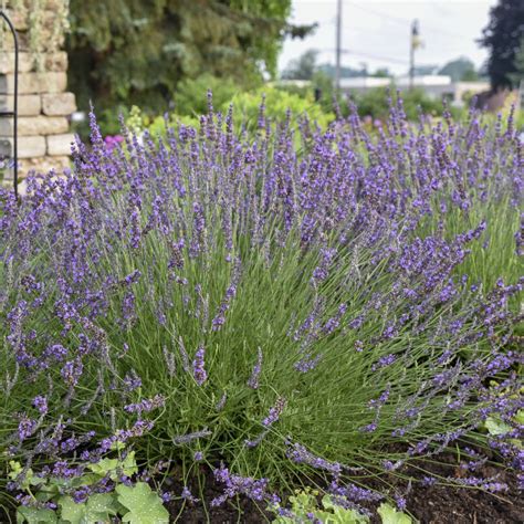 Lavandula X Intermedia Niko Midwest Groundcovers Llc