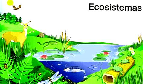 Tipos De Tipos De Ecosistemas