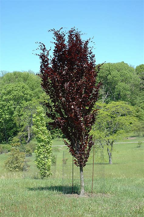 Dawyck Purple Beech Fagus Sylvatica Dawyck Purple In Toronto