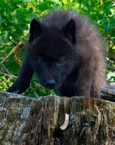Pin By Anna East On Wolves Wolf Pup Baby Wolves Wolf Puppy