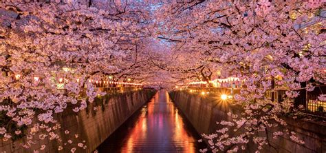 Hanami La Vie En Rose Du Japon Costaclub