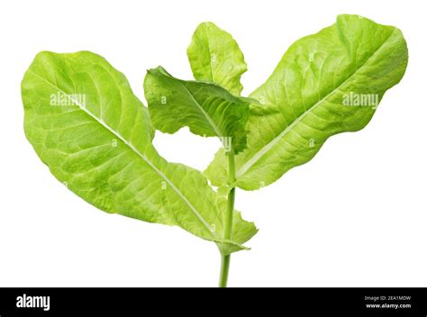 Branch Of Lettuce Green Leaf Salad Isolated On White Background With