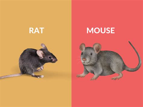 10 Differences Between Rat And Mouse Diferr