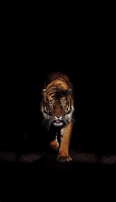 Head Tiger Japanese Iphone Wallpapers Wallpaper Cave