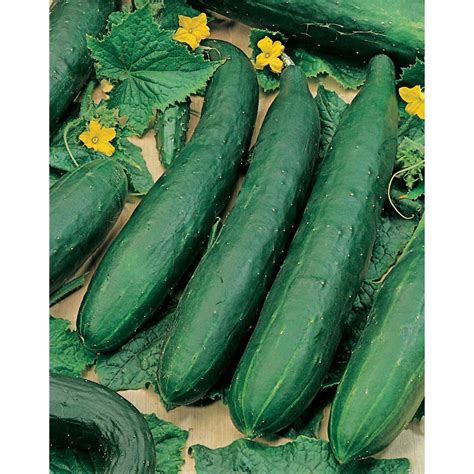 Mr Fothergills Seeds Cucumber Burpless F2 Seeds The Home Depot Canada