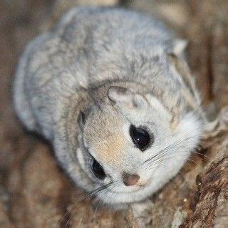 Also you can search for other artwork with our tools. Pin by K P S on Cuteness | Japanese dwarf flying squirrel ...