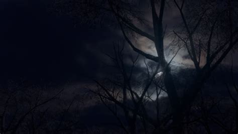 Forest And Moon At Night Stock Footage Video 100 Royalty Free